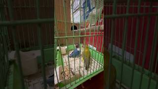 lovebirds nature shorts shortvideo viralvideo [upl. by Puff803]