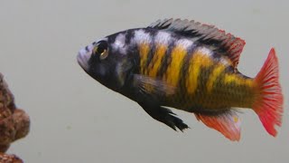 Haplochromis sp CH44 thickskin african cichlid care guide [upl. by Wilscam64]