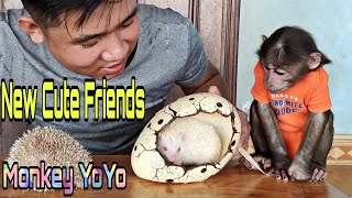 Monkey YoYo Jr has two cute new friends Two cute Hedgehogs  Monkey Baby YoYo [upl. by Deibel672]