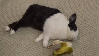 A sleeping rabbit dreaming about a banana [upl. by Trilbie]