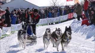 Schlittenhunderennen Clausthal Zellerfeld 2015 Harz [upl. by Enuj]