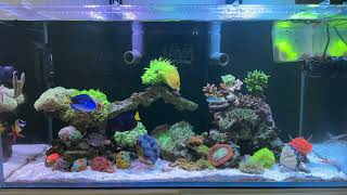 REEF TANK [upl. by Ibur]