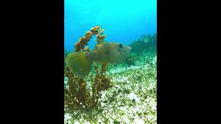 Scrawled Filefish fish filefish underwater coralreef scrawledfilefish [upl. by Cassi255]