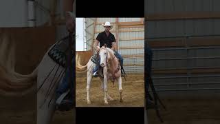 2020 Perlino AQHA Gelding  Horsemans Mission Select Sale Oct 19 perlino aqha ohiohorses [upl. by Nelyak]