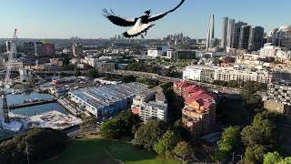 Drone video Wentworth Park Fish Markets Glebe Ultimo Sydney Australia View North amp South of viaduct [upl. by Feliks]