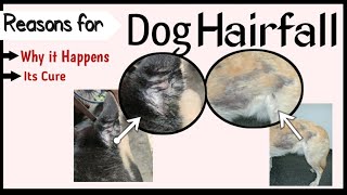 dog hair fall problem  कुत्ते के बाल झड़ने के कारण उपाय  dog hairfall reasons in hindi [upl. by Nare]