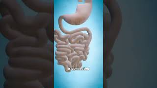 Gastric bypass surgery  gastric surgery shorts shortvideo ytshorts 3danimation [upl. by Schaper557]