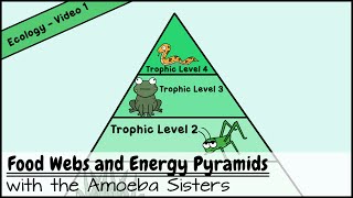 Food Webs and Energy Pyramids Bedrocks of Biodiversity [upl. by Chaker829]