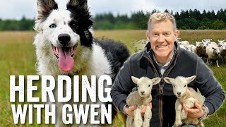 14 Month Old Border Collie Sheepdog Demonstration amp Commands  Adam Henson [upl. by Limann]