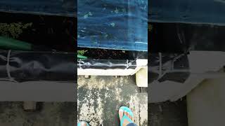 feding time ornamental fish farming alipurduar [upl. by Rodablas]