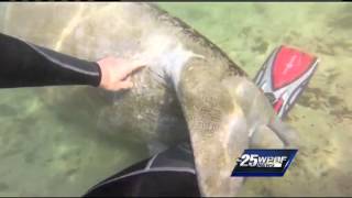 Manatee caught cuddling on video [upl. by Othilie]