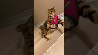 Kitten and stairs😂😂funny cat catfunny shorts [upl. by Nosylla]