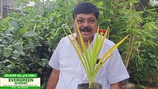 Golden Crinum Lily EvergreenNurseryVazhakkulam അലങ്കാരച്ചെടികളുടെ കാലവറയിലേക്ക് വരൂ [upl. by Eiveneg]