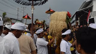 Odalan pura Puseh kr SELUMBUNG TH 2024 [upl. by Gaeta]