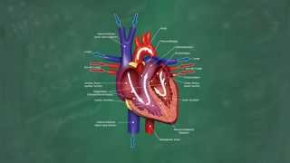 Herz amp Blutkreislauf verständlich erklärt [upl. by Raskind202]