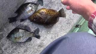 catching bream and warmouth winter fishing on black river [upl. by Mraz]