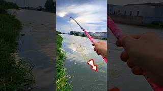 Fishing With Red Corn 🌽 Bait। Yummy Big Fish Hunting By Rod amp Reel fishing shorts [upl. by Averill]