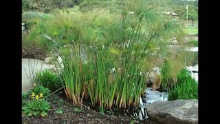 Cyperus papyrus [upl. by Kiele]