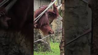 紅毛猩猩Bornean OrangutanTaipei Zoo [upl. by Harriman]