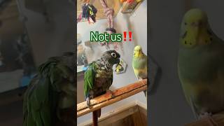 Cute Parrot ChannelRomie amp Angel cute funny parrot birds pets animals conure comedy shorts [upl. by Eemia]