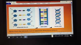 Protein synthesis [upl. by Atileda]