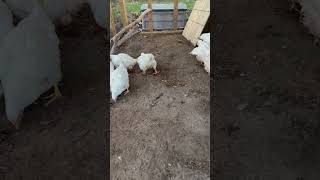 Day 67 Update on our Pasture Raised Chickens and Turkeys Part 2 [upl. by Dloreg194]