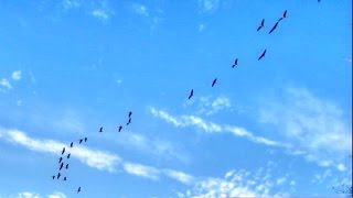 Black Bellied Whistling Duck Flock Calls [upl. by Tarabar986]