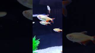 albino Buenos Aires tetra [upl. by Hut720]