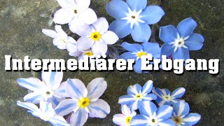 Intermediärer Erbgang schnell erklärt [upl. by Nerin]