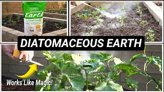 What is Diatomaceous Earth amp How to use Diatomaceous Earth in your Garden [upl. by Enitsirhk423]