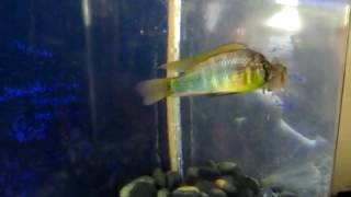 Astatotilapia Burtoni breeding behavior [upl. by Aneerb]