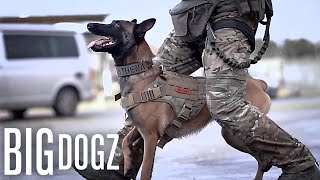 This Belgian Malinois Is Trained To A Military Standard  BIG DOGZ [upl. by Dulla]