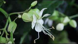 Clerodendrum wallichii quotProsperoquot  Losbaum Glorybower [upl. by Kristoffer]