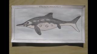 My drawings fossil marine taxa [upl. by Eejan545]