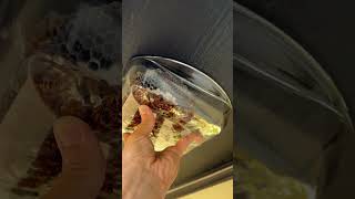 Gasoline vs Wasps How to End a Deadly Nest insects wasps [upl. by Murrah]