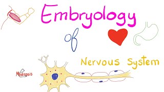 Embryology of the Nervous System  Development of CNS amp PNS [upl. by Aroc275]