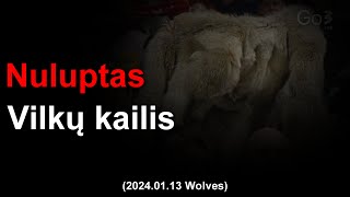 Sostinėje vilkas tik vienas ir nuluptas kailis vilkams  Rytas vs Wolves 20240113 [upl. by Bernhard]