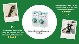 Supplements for Dogs budgetpetproducts [upl. by Silloh]