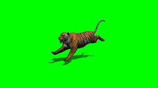 tiger attac on green screen 1 [upl. by Andryc521]