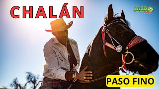 CHALÁN DE PASO FINO Mejor Criador en Feria Equina [upl. by Eycal]