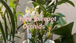 How to repot Dendrobium orchids  Detailed version [upl. by Safire12]