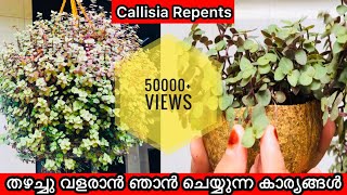 Callisia repens plants care tips in Malayalamfast growing hanging plants Nichus creation [upl. by Karita241]