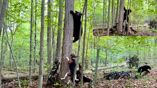 Rocky’s 1st opening day for the black bear training season July 2024 [upl. by Lledrev]