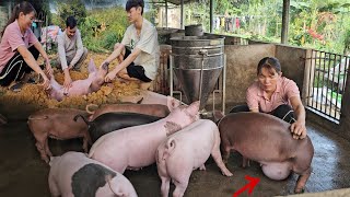 A pig has a hernia in its abdomen watch the vets amazing surgery Ep 313 [upl. by Merline]