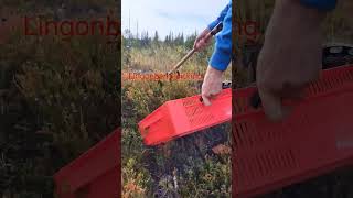 harvesting fruit lingonberry vaccinium berryfarm wildberries [upl. by Anneh]