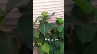 Pipal plant amazingfacts ytshorts kunalgreenspace [upl. by Chancelor]