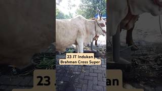 23 JT Indukan Brahman Cross Supersapibrahman sapi cow sobatngarit pasarhewanlumajang [upl. by Jephum]