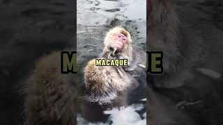 Japanese Macaque wildlife fascinatingcreatures animals facts [upl. by Kannry]