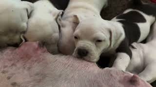 4 Week Old Puppies Eat amp Sleeping [upl. by Artema]