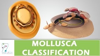 MOLLUSCA CLASSIFICATION [upl. by Acnairb890]